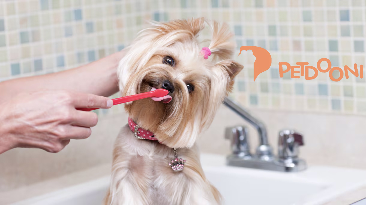 اهمیت مسواک زدن سگ‌ ها | راهنمای کامل سلامت دهان و دندان سگ