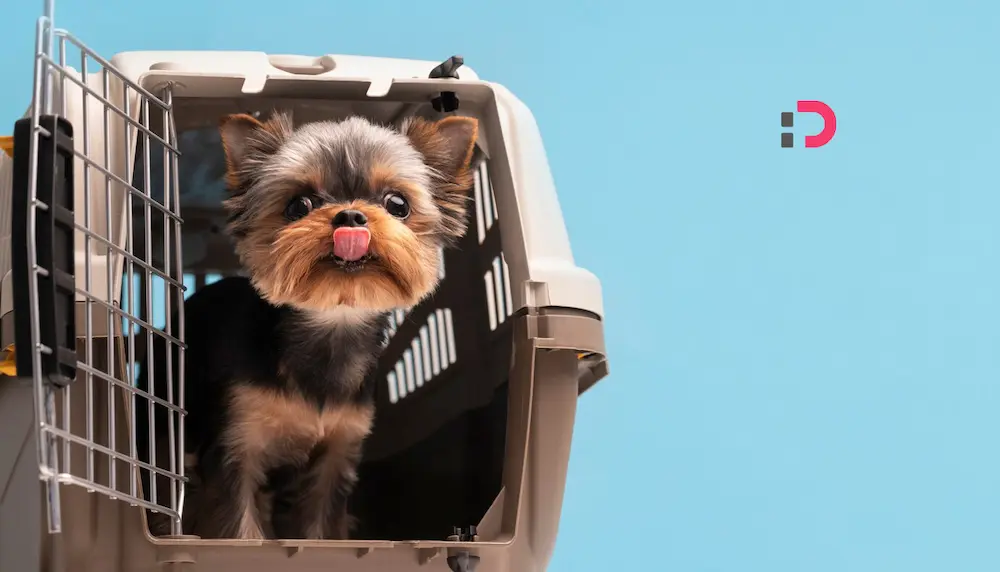 انتخاب باکس و کیف حمل و نقل مناسب برای حیوانات | خرید کیف حمل سگ و گربه از پت‌شاپ آنلاین پتدونی 1404