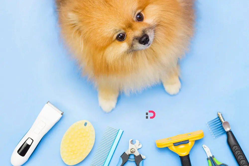 قبل از خرید ناخن‌گیر سگ این 6 نکته را فراموش نکنید | خدمات دامپزشکی در منزل با پت‌شاپ آنلاین پتدونی