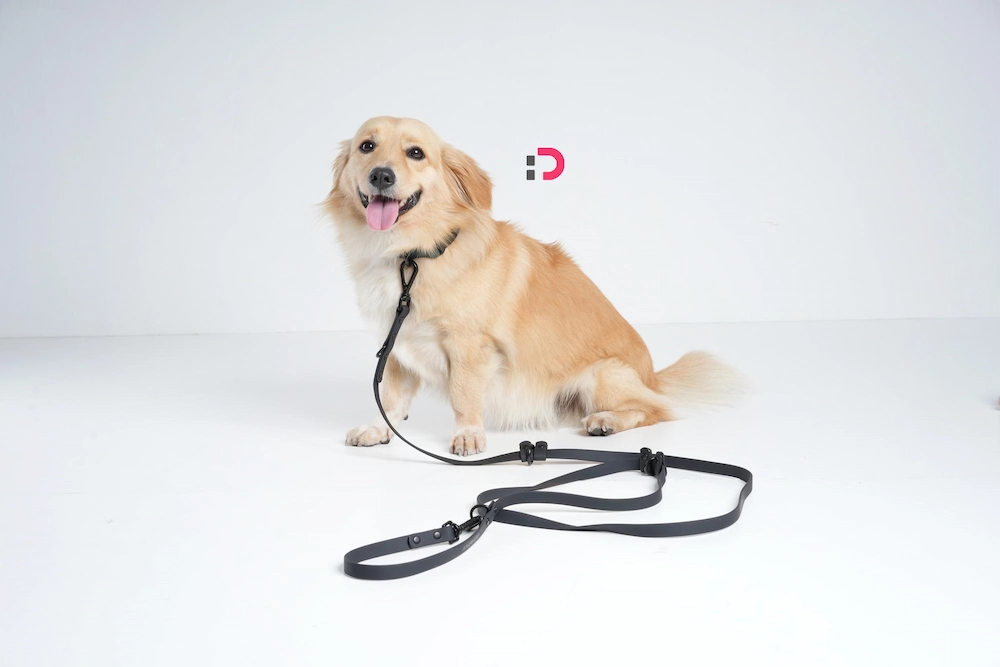 راهنمای جامع انواع قلاده سگ در پت‌شاپ آنلاین پتدونی 1404 | کدام قلاده برای سگ شما مناسب است؟