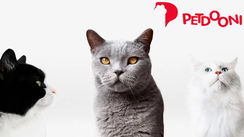 انتخاب بهترین نژاد گربه متناسب با سبک زندگی شما | راهنمای کامل در پت شاپ آنلاین پت دونی ۱۴۰۴