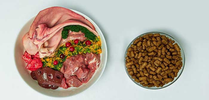 غذای خشک یا غذای خونگی؟ کدام برای سگ و گربه بهتر است؟