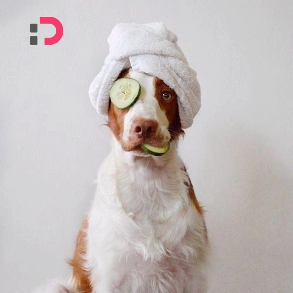 حمام کردن سگ | مزایا، خطرات و نکات مهم برای سلامت پوست و مو سگ در پت شاپ آنلاین پتدونی 1404